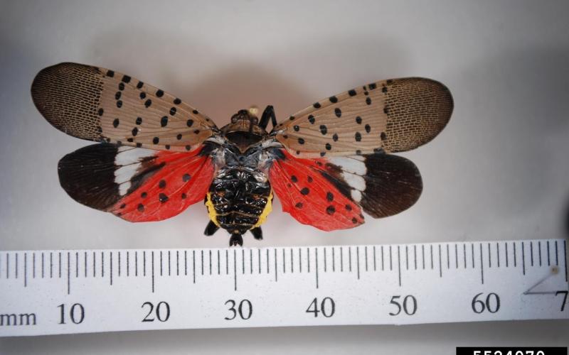 adult spotted lanternfly measured with ruler