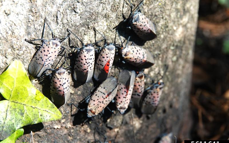 cluster of spotted lanternflies on tree