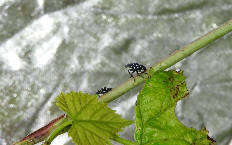 spotted lanternfly nymphs are black with white spots