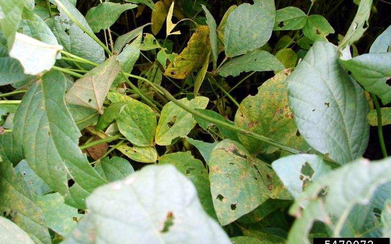 soybean leaves showing symptoms of soybean rust with yellowing and brown spots