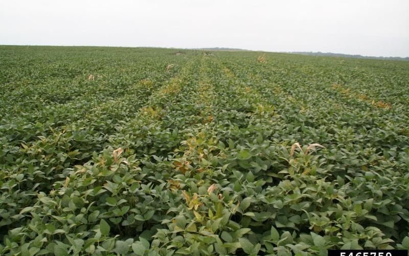 soybean field with some brown wilting leaves