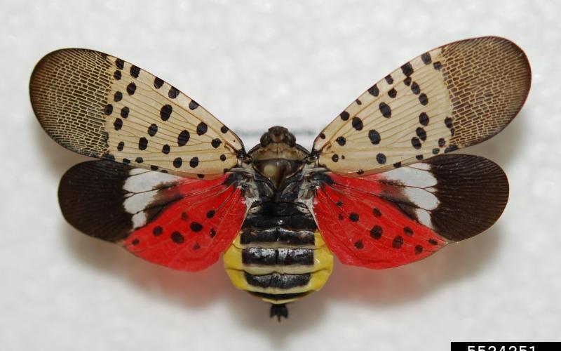 adult spotted lanternfly 