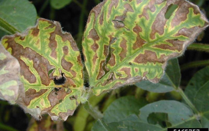 soybean leaves yellowing and turning brown