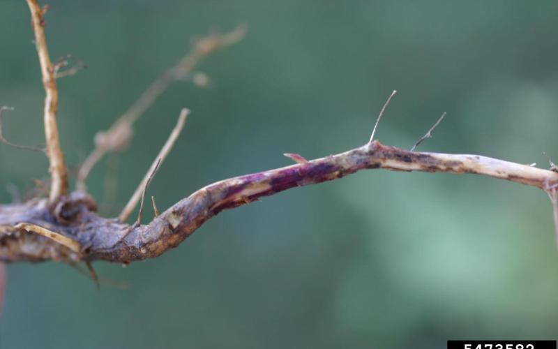 masses of fugus on soybean root