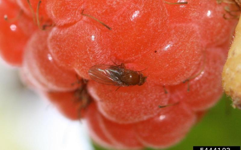 Adult spotted wing drosophila on raspberry