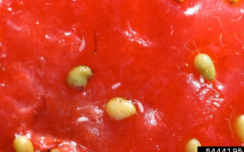 tiny yellowish Spotted Wing Drosophila eggs on strawberry