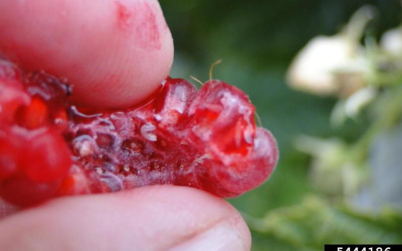 tiny white larvae of Spotted wing drosophila on raspberry