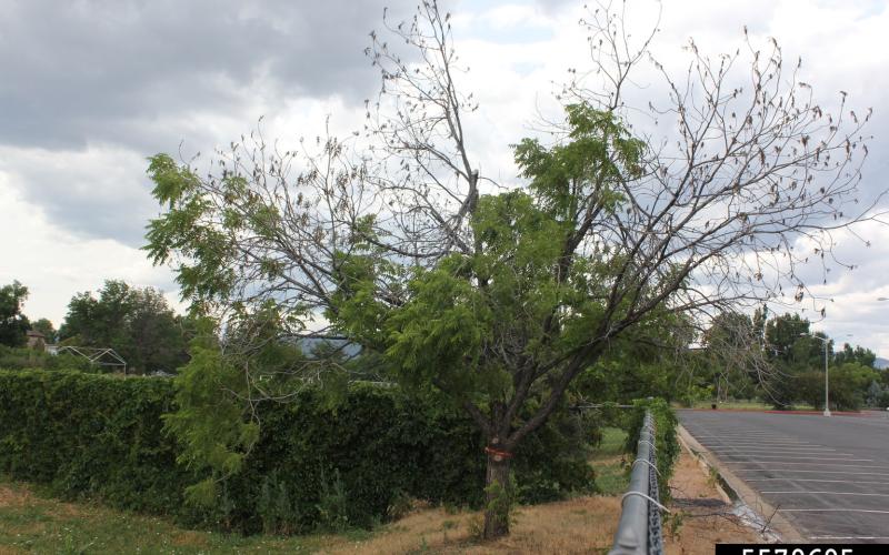 tree with leaf loss