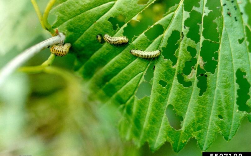 caterpillars on damaged leaf