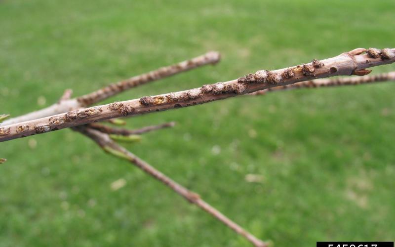 egg masses on twig