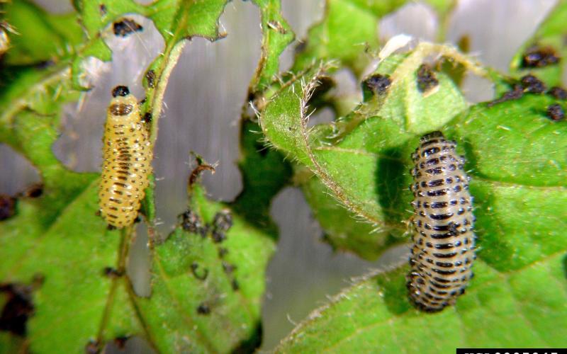 two caterpillars on leaf