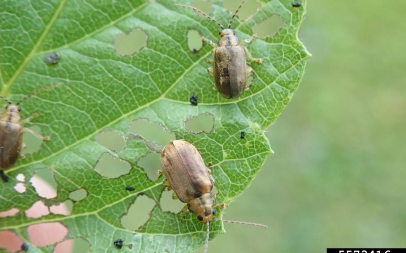 Adult viburnum leaf beetles on leaf