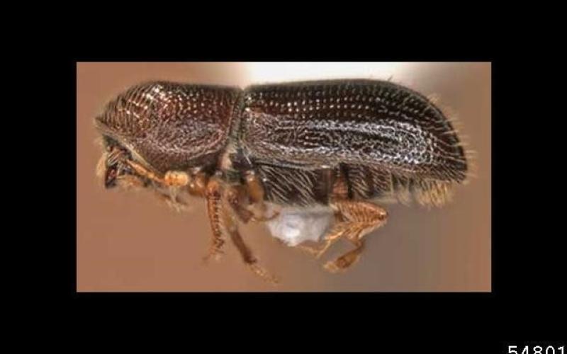 brown colored beetle smaller than a grain of rice