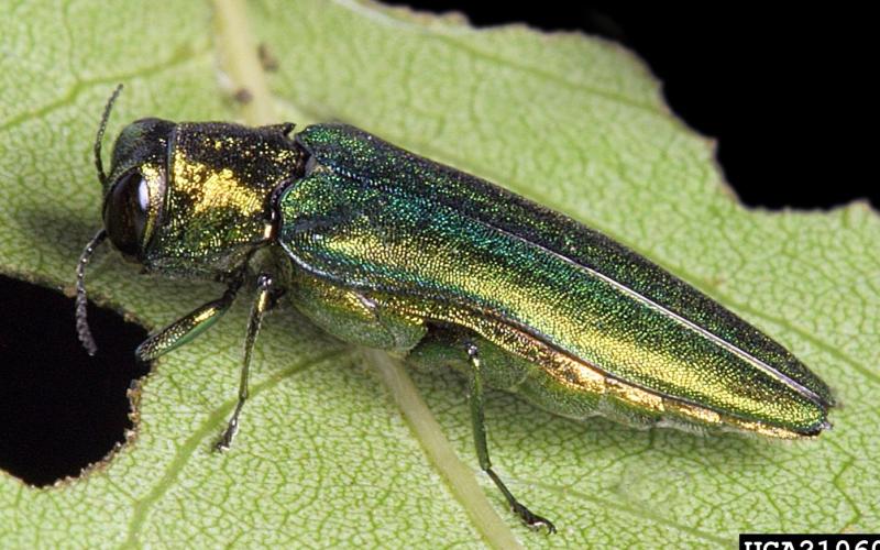 iridescent green beetle on leaf