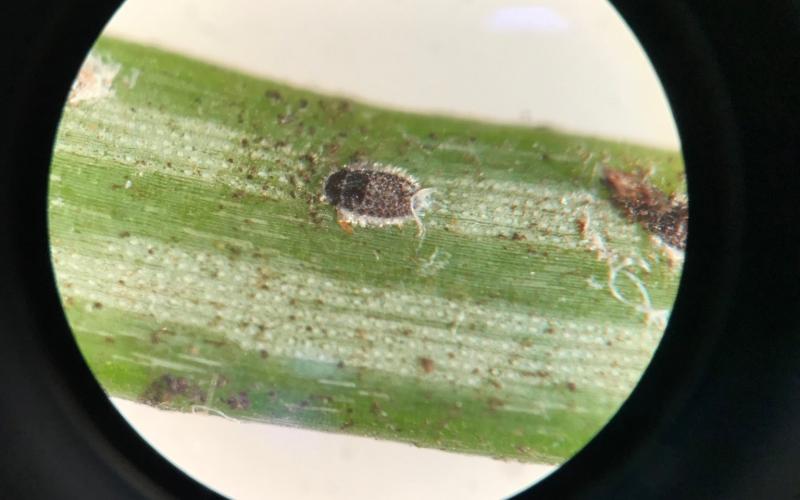 adult balsam woolly adelgid on plant