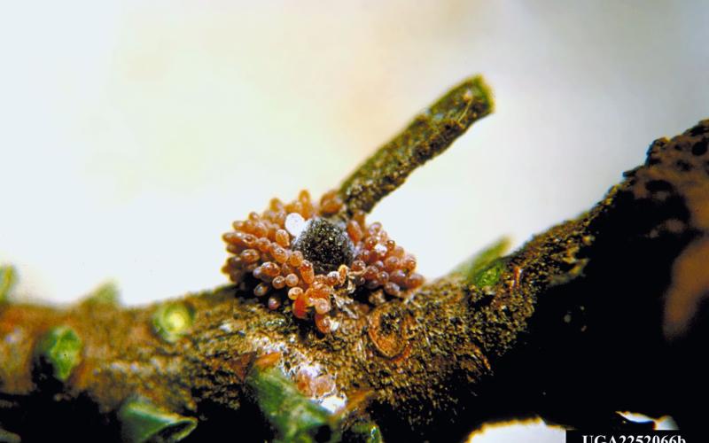 insect eggs on tree branch