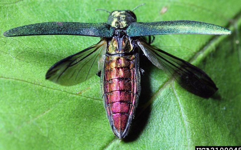 metallic green beetle with wings up showing a bright red back