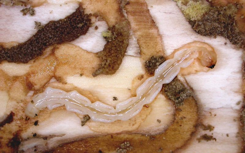 emerald ash borer larva in gallery on tree