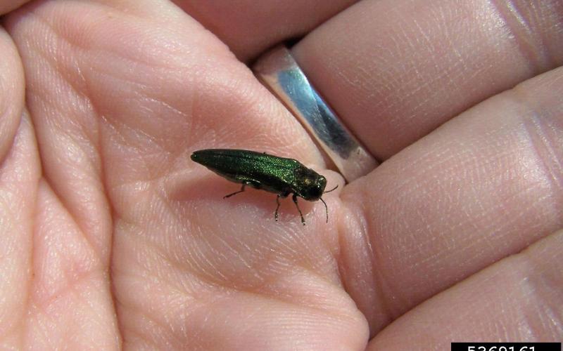 Emerald ash borer beetle in a hand