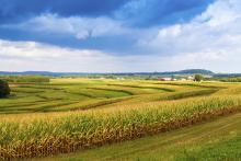 Corn field with blue skies