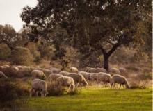 flock of sheep grazing under a tree